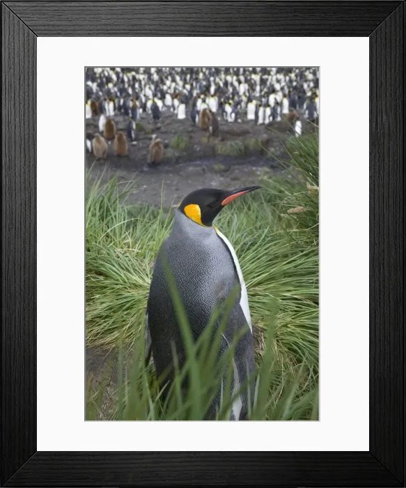 Framed Print : DDE-90023262 Framed Print : DDE-90023262