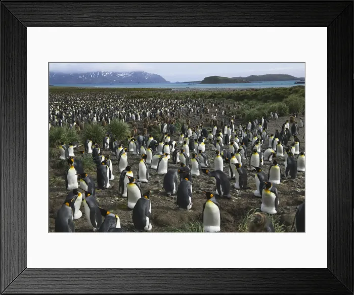 Framed Print : DDE-90023263 Framed Print : DDE-90023263