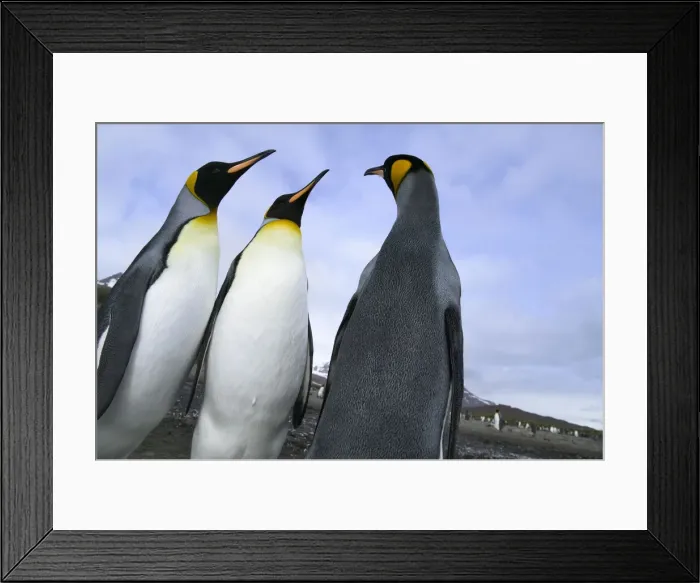 Framed Print : DDE-90023264 Framed Print : DDE-90023264