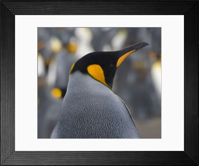 Framed Print : DDE-90023260 Framed Print : DDE-90023260
