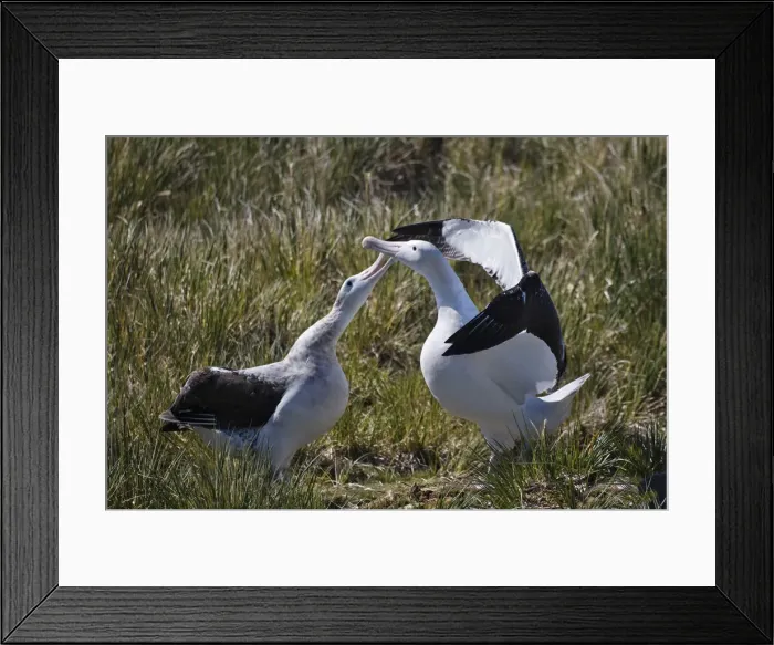 Framed Print : DDE-90023267 Framed Print : DDE-90023267
