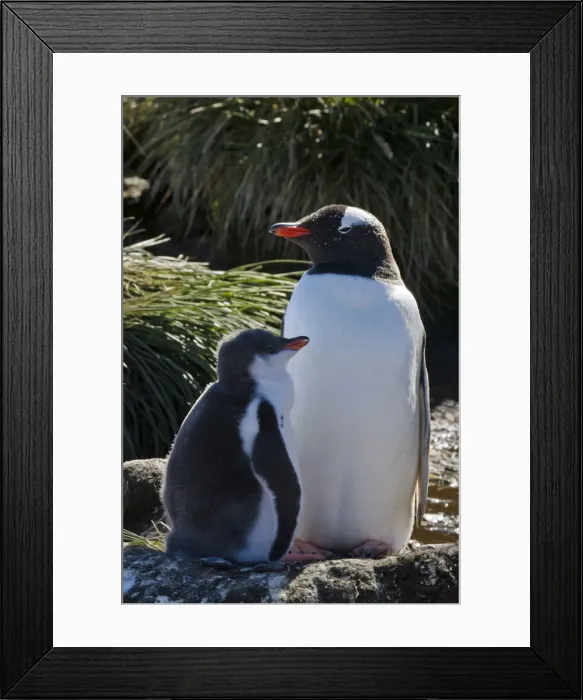 Framed Print : DDE-90023268 Framed Print : DDE-90023268