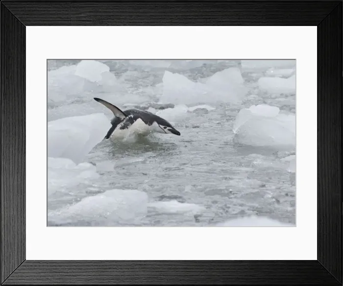 Framed Print : DDE-90023271 Framed Print : DDE-90023271