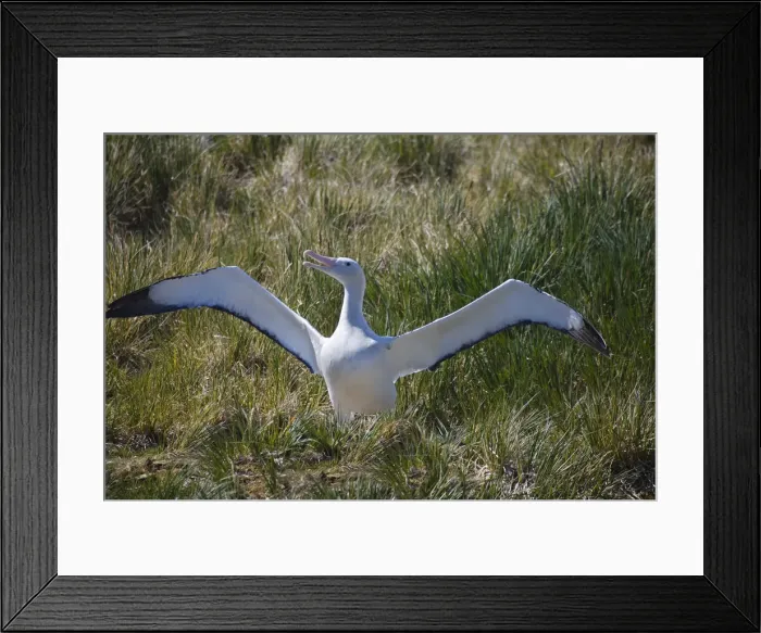 Framed Print : DDE-90023266 Framed Print : DDE-90023266