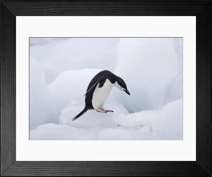 Framed Print : DDE-90023272 Framed Print : DDE-90023272