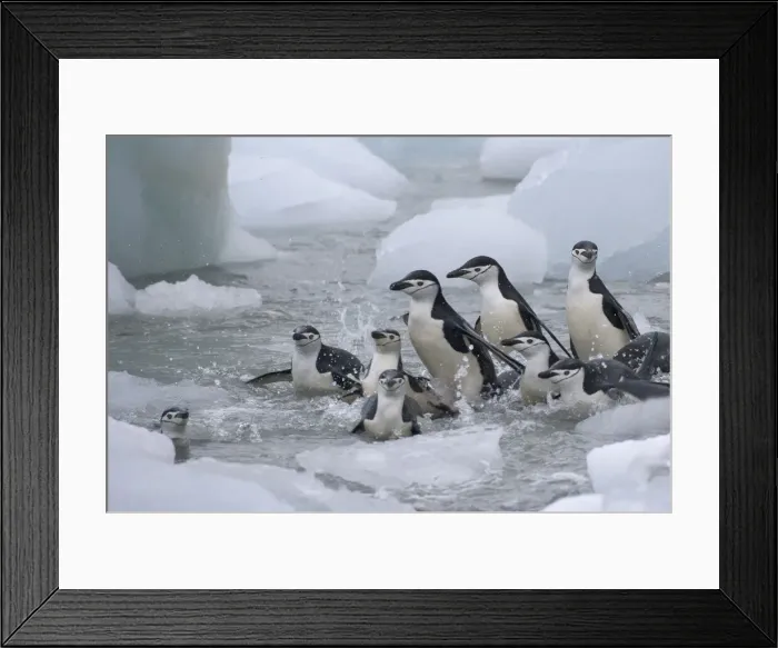 Framed Print : DDE-90023274 Framed Print : DDE-90023274