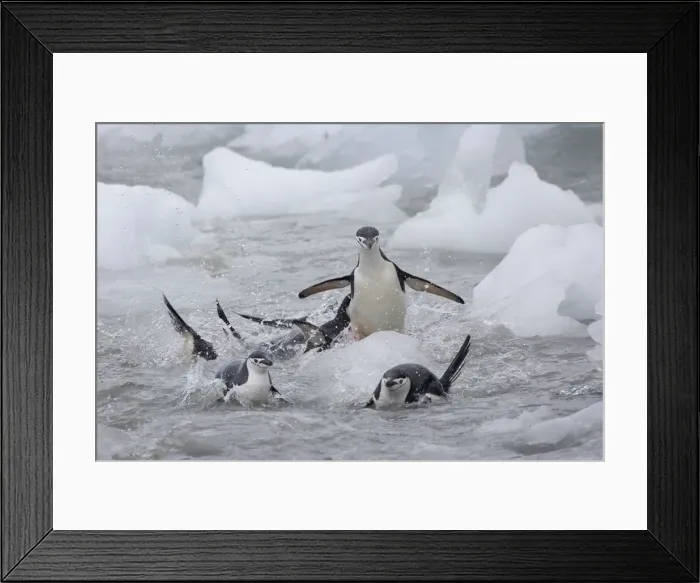 Framed Print : DDE-90023275 Framed Print : DDE-90023275
