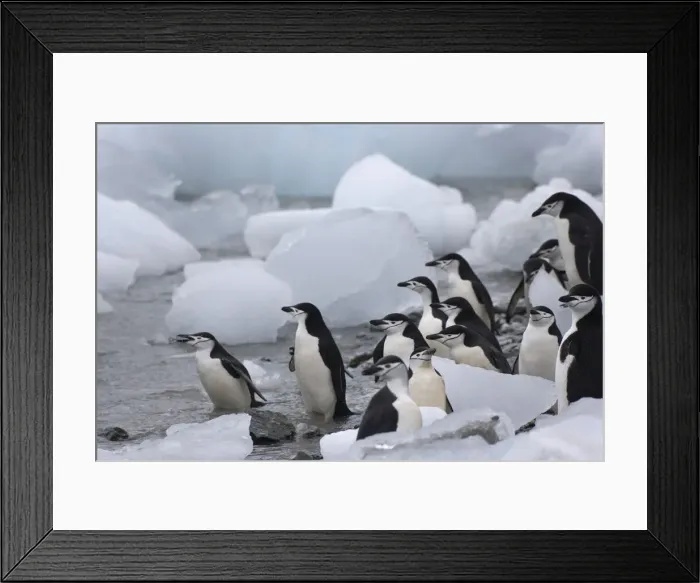 Framed Print : DDE-90023273 Framed Print : DDE-90023273