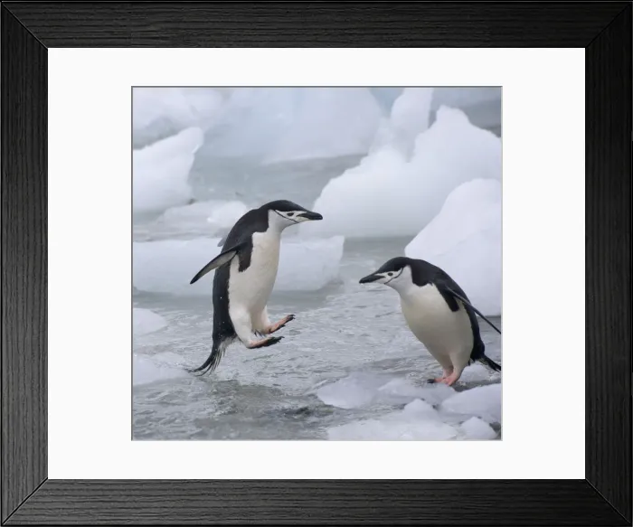 Framed Print : DDE-90023277 Framed Print : DDE-90023277