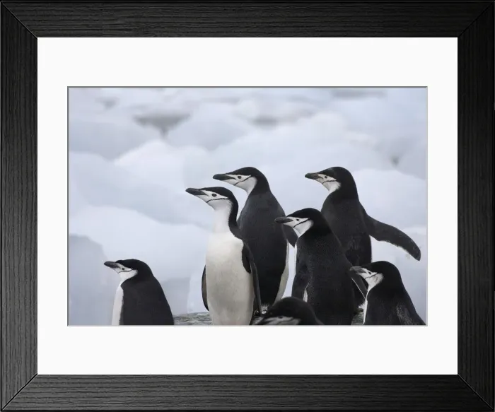 Framed Print : DDE-90023278 Framed Print : DDE-90023278
