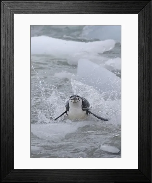 Framed Print : DDE-90023276 Framed Print : DDE-90023276