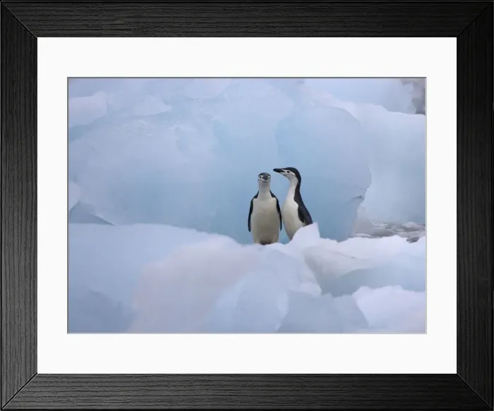 Framed Print : DDE-90023279