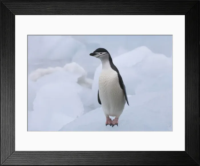Framed Print : DDE-90023282 Framed Print : DDE-90023282