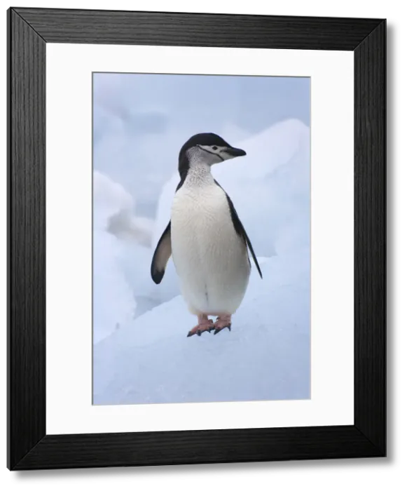 Framed Print : DDE-90023281 Framed Print : DDE-90023281
