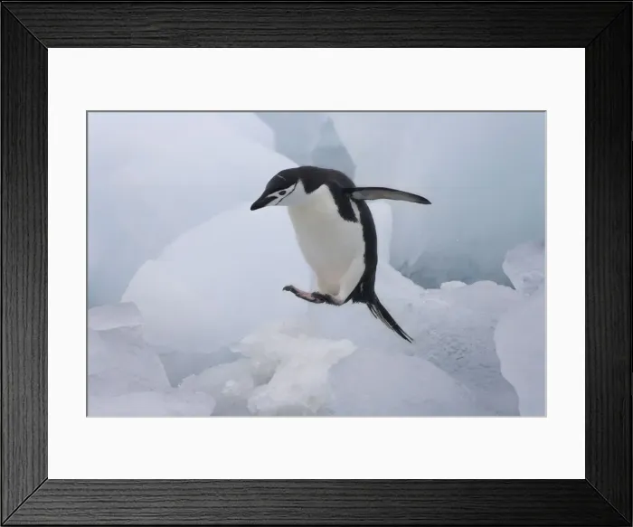 Framed Print : DDE-90023284 Framed Print : DDE-90023284