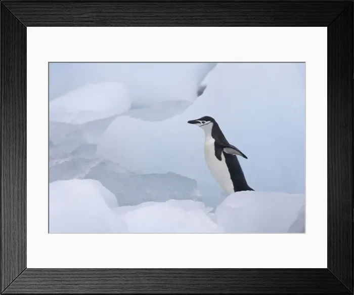 Framed Print : DDE-90023283