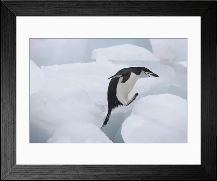 Framed Print : DDE-90023286