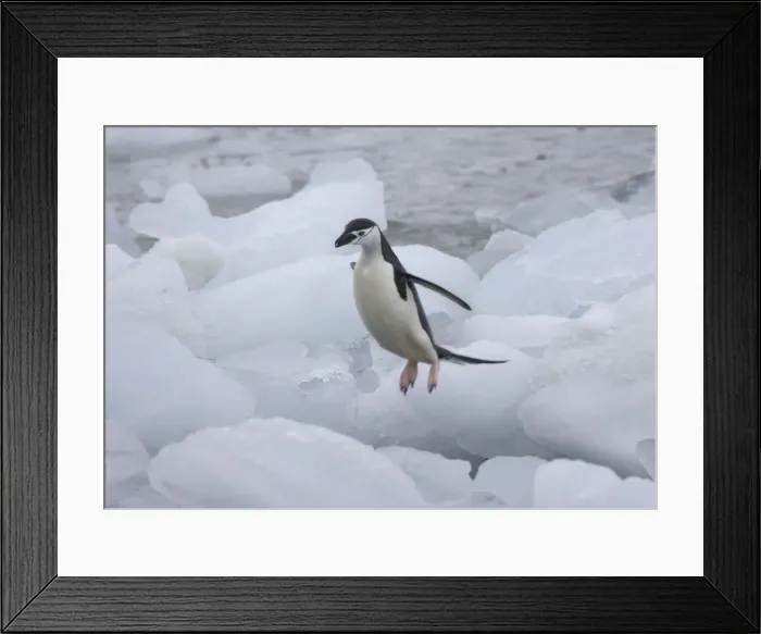 Framed Print : DDE-90023285 Framed Print : DDE-90023285