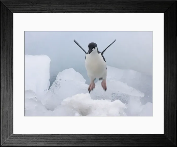 Framed Print : DDE-90023288 Framed Print : DDE-90023288
