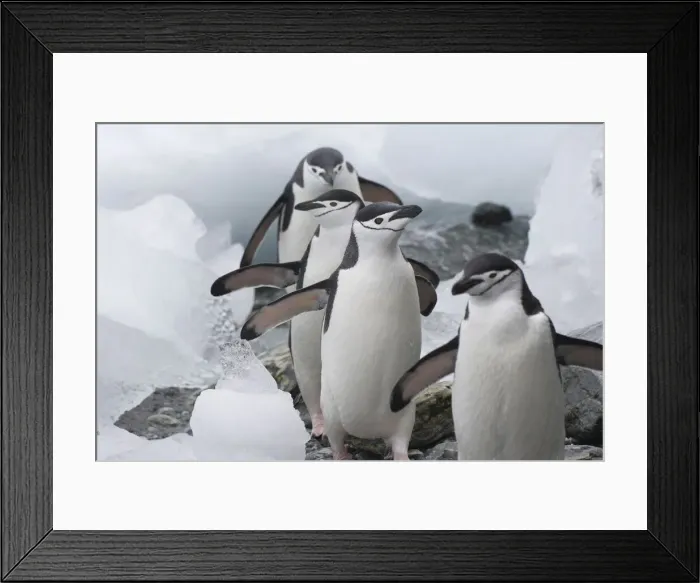 Framed Print : DDE-90023287 Framed Print : DDE-90023287