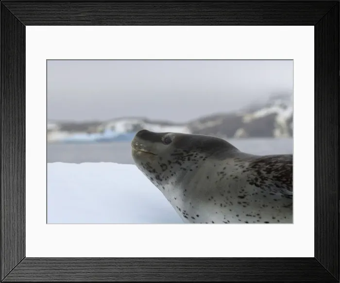 Framed Print : DDE-90023290 Framed Print : DDE-90023290