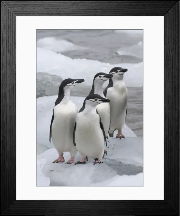 Framed Print : DDE-90023289 Framed Print : DDE-90023289