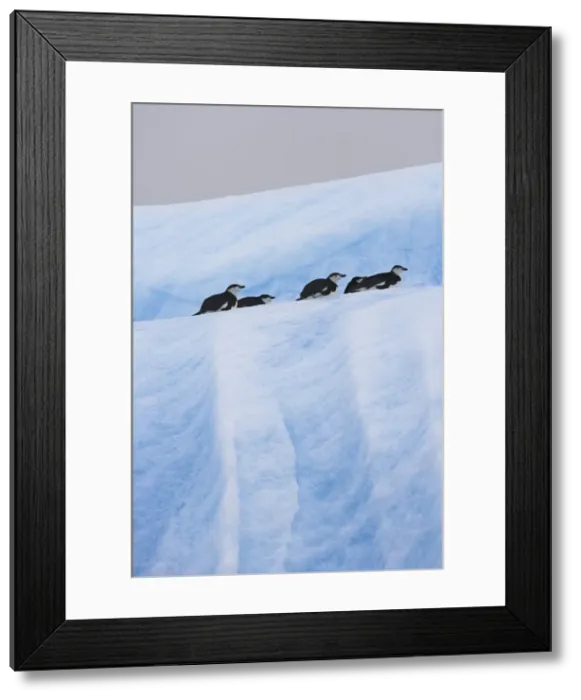 Framed Print : DDE-90023295 Framed Print : DDE-90023295