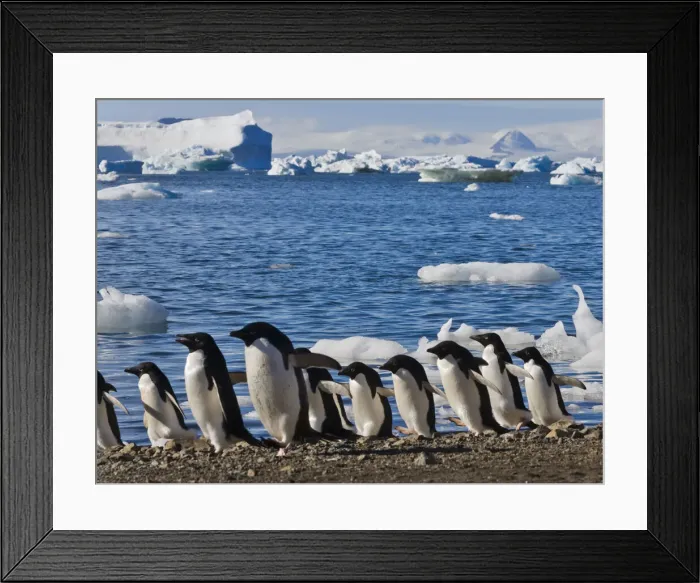 Framed Print : DDE-90023298 Framed Print : DDE-90023298