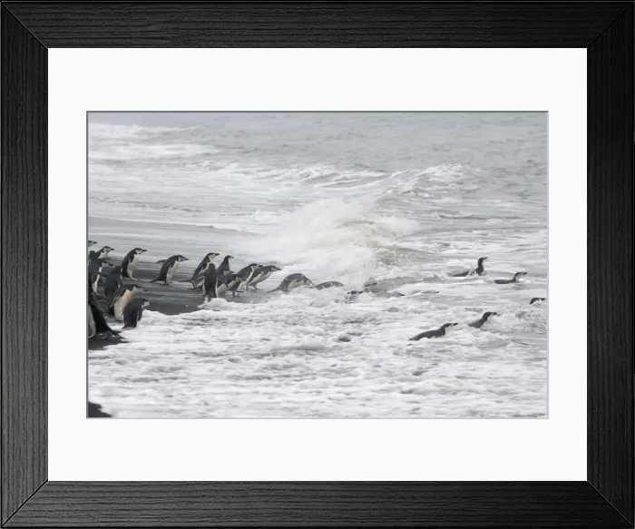 Framed Print : DDE-90023302 Framed Print : DDE-90023302