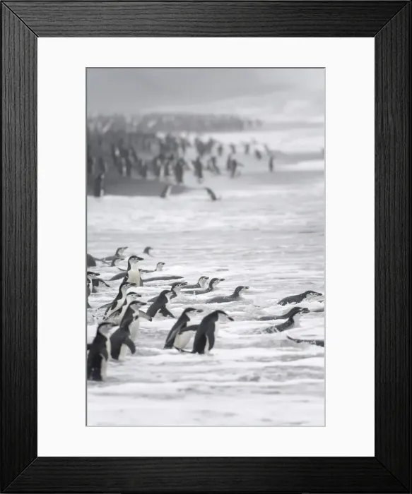 Framed Print : DDE-90023303 Framed Print : DDE-90023303