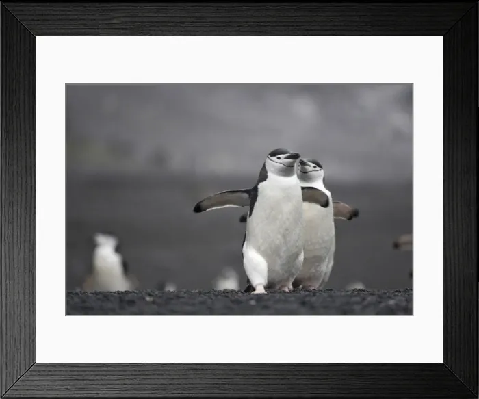 Framed Print : DDE-90023305 Framed Print : DDE-90023305