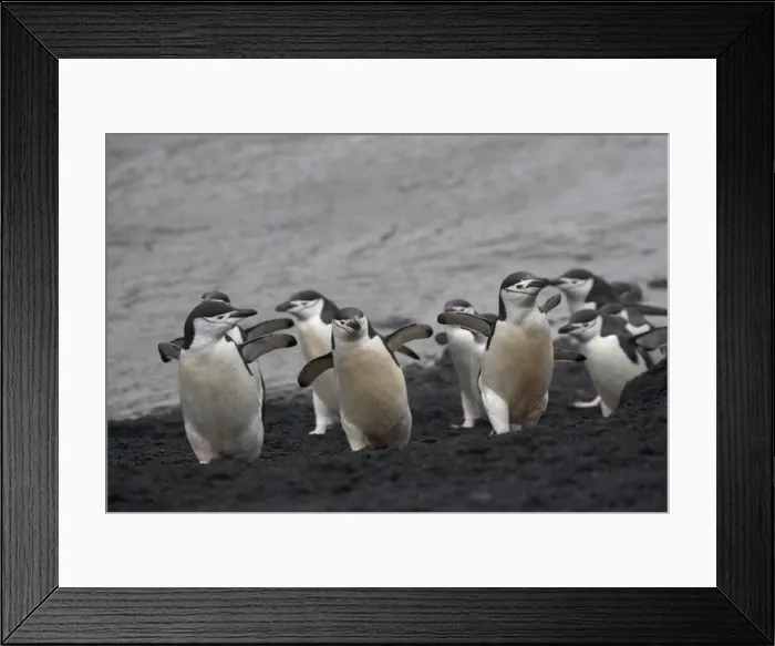 Framed Print : DDE-90023306 Framed Print : DDE-90023306