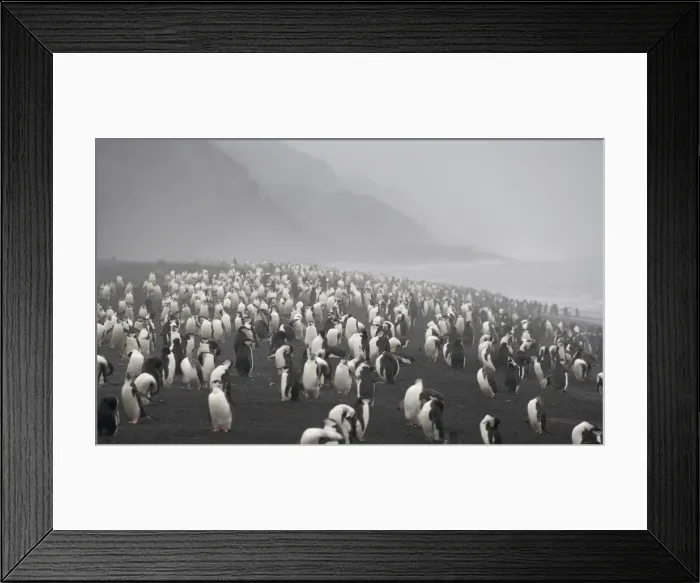 Framed Print : DDE-90023304 Framed Print : DDE-90023304