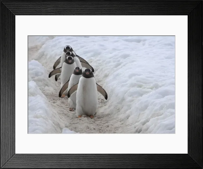Framed Print : DDE-90023312 Framed Print : DDE-90023312