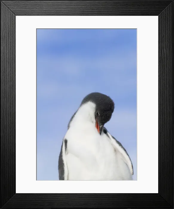 Framed Print : DDE-90023315 Framed Print : DDE-90023315