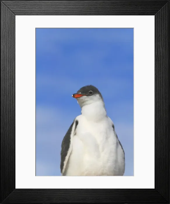 Framed Print : DDE-90023316 Framed Print : DDE-90023316