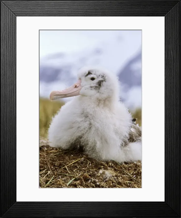 Framed Print : DDE-90023320 Framed Print : DDE-90023320