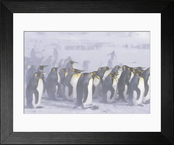Framed Print : DDE-90023322