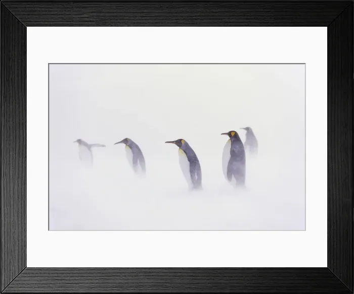 Framed Print : DDE-90023323