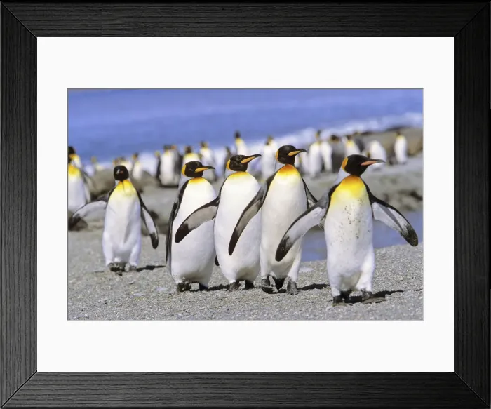 Framed Print : DDE-90023321 Framed Print : DDE-90023321
