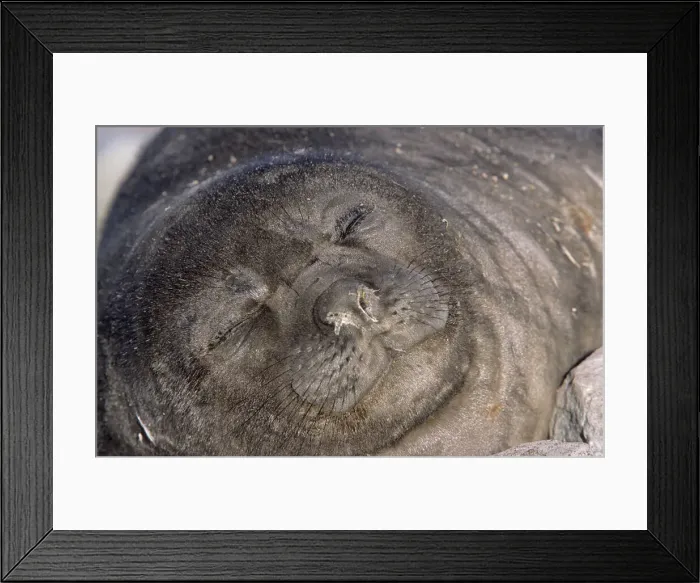 Framed Print : DDE-90023325 Framed Print : DDE-90023325