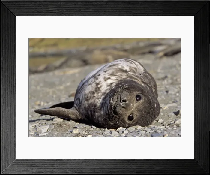 Framed Print : DDE-90023326 Framed Print : DDE-90023326
