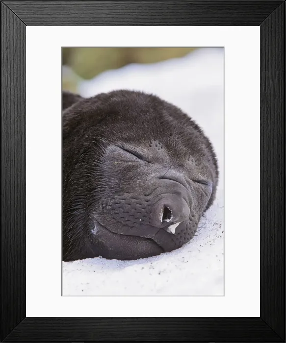 Framed Print : DDE-90023328 Framed Print : DDE-90023328