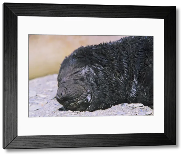 Framed Print : DDE-90023329 Framed Print : DDE-90023329