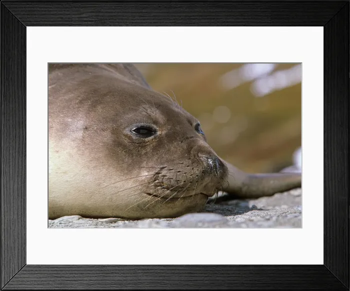 Framed Print : DDE-90023330 Framed Print : DDE-90023330