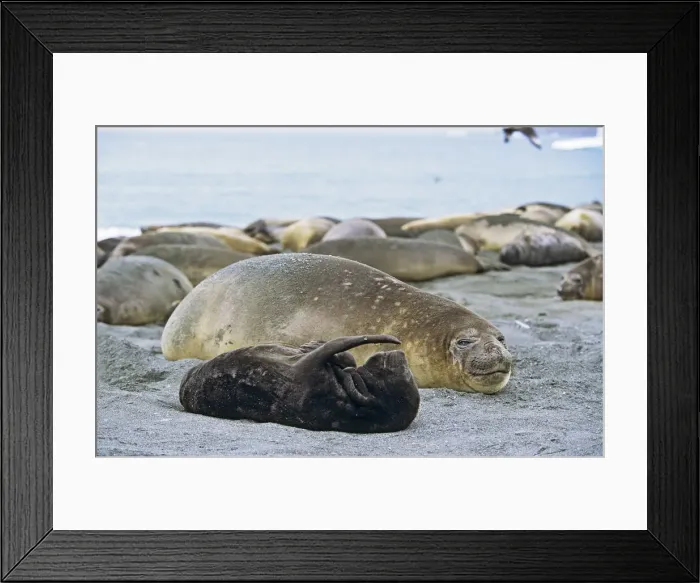 Framed Print : DDE-90023331 Framed Print : DDE-90023331