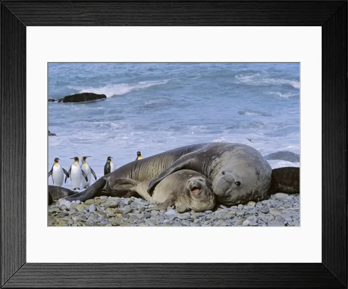 Framed Print : DDE-90023332 Framed Print : DDE-90023332
