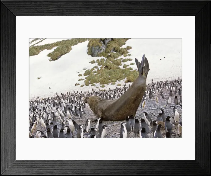 Framed Print : DDE-90023334 Framed Print : DDE-90023334