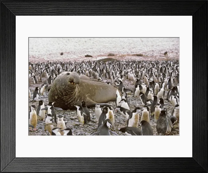 Framed Print : DDE-90023333