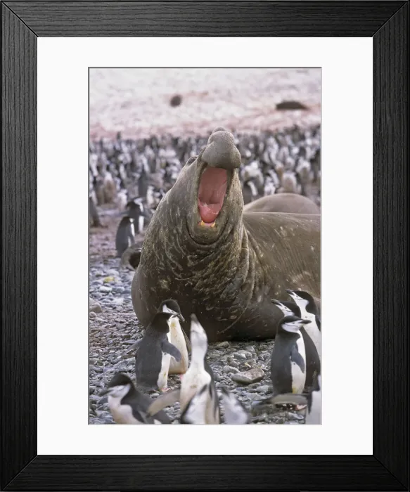 Framed Print : DDE-90023335 Framed Print : DDE-90023335
